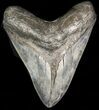 Serrated, Megalodon Tooth - Georgia #45814-1